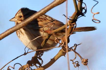 Eastern Song Sparrow