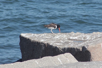 American Oystercatcher