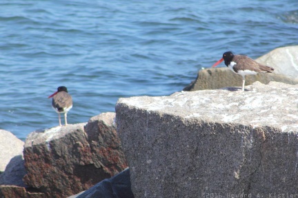American Oystercatcher
