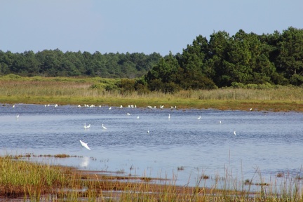 Snowy Egret