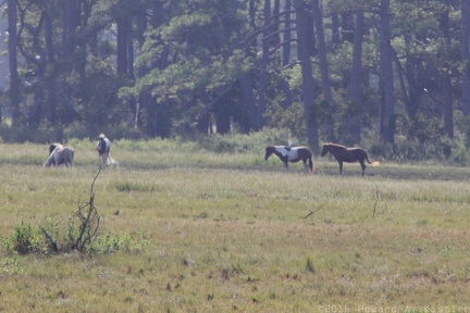 Chincoteague Pony