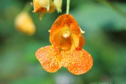 Spotted Jewelweed