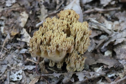 Coral Fungus