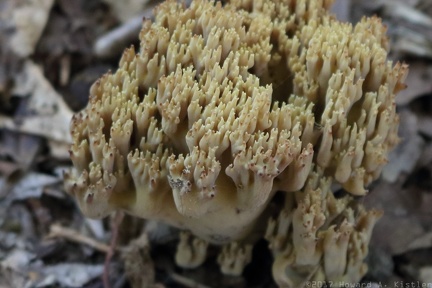 Coral Fungus