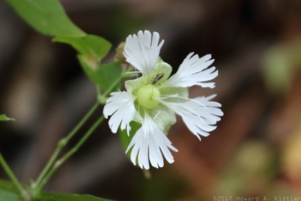 Starry Campion
