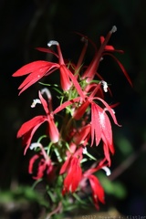 Cardinal Flower