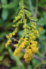Tall Goldenrod & Beetles