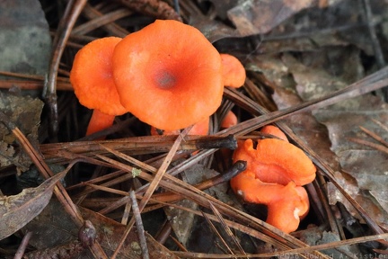 Cinnabar-red Chanterelle