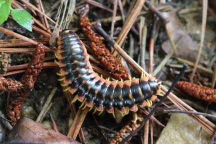 Flat-backed Millipede