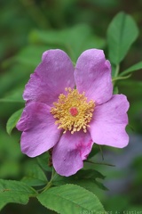 Swamp Rose