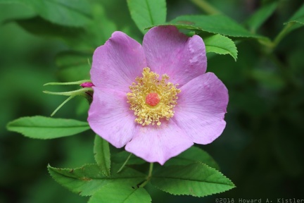 Swamp Rose