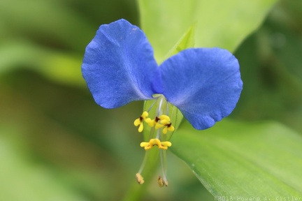 Common Dayflower