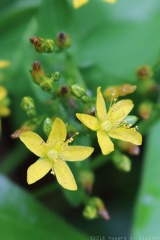 Spotted St. John's Wort