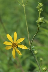 Whorled Rosinweed