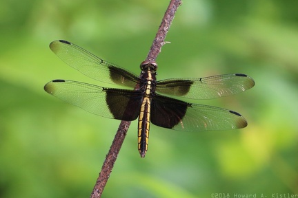 Widow Skimmer