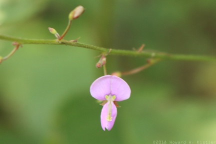 Dillenius' Tick-trefoil