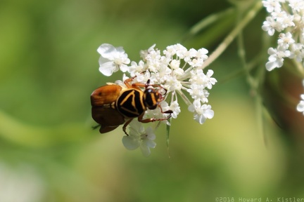 Delta Flower Scarab & Queen Anne's Lace
