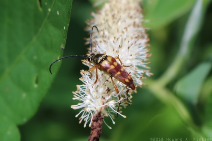 Banded Longhorn & Lizard's Tail