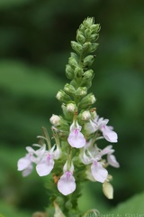 Wood Sage