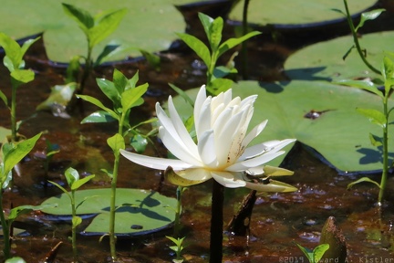 Fragrant Waterlily