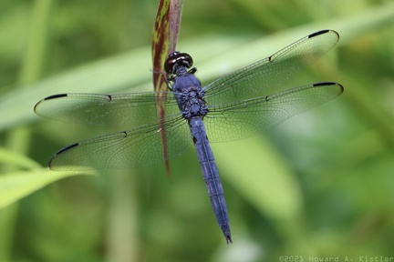Slaty Skimmer