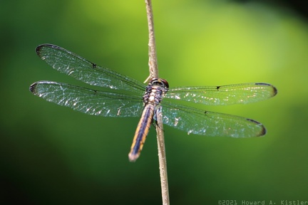 Yellow-sided Skimmer