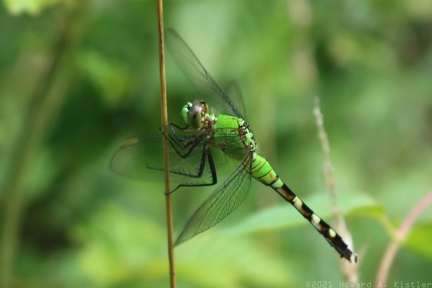Eastern Pondhawk