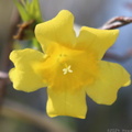 Yellow Jessamine