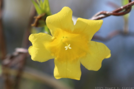 Yellow Jessamine