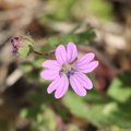 Dovefoot Geranium