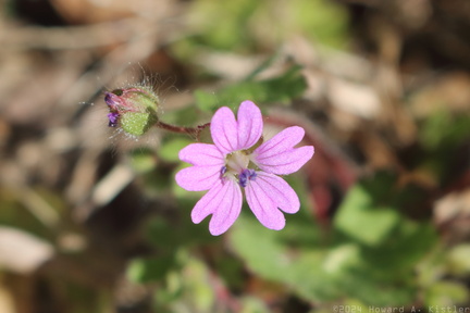 Dovefoot Geranium