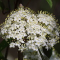 American Black Elderberry