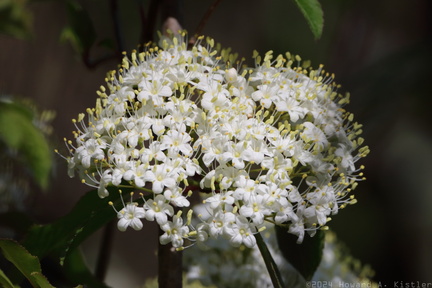 American Black Elderberry