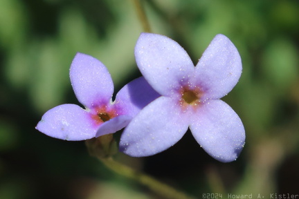 Dwarf Bluet