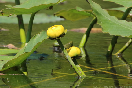 Yellow Pond Lily