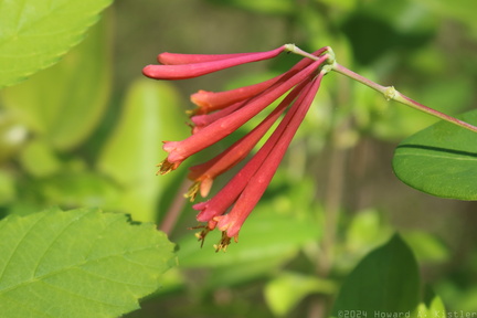 Coral Honeysuckle