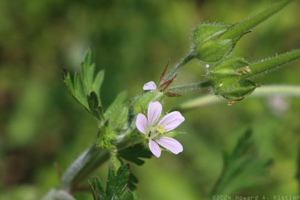 Carolina Cranesbill