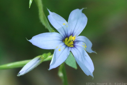 Blue-eyed Grass