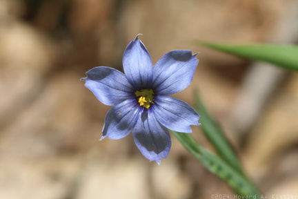 Blue-eyed Grass