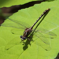 Lancet Clubtail