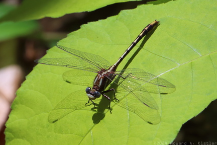 Lancet Clubtail