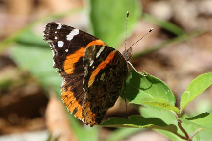 Red Admiral