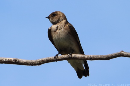 Northern Rough-winged Swallow