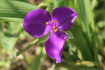 Virginia Spiderwort