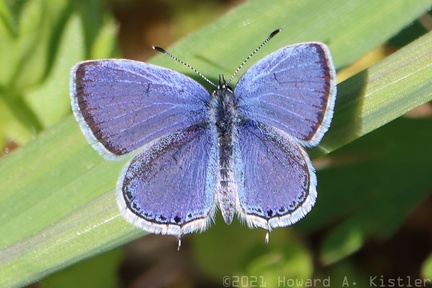 Eastern Tailed Blue