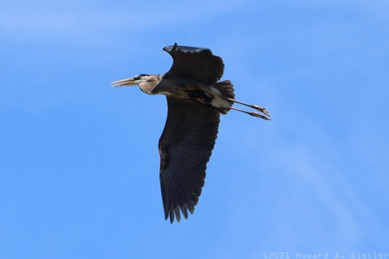 Great Blue Heron