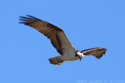 Osprey