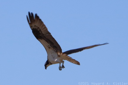 Osprey