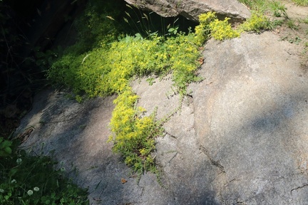 Stringy Stonecrop