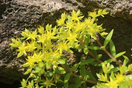 Stringy Stonecrop